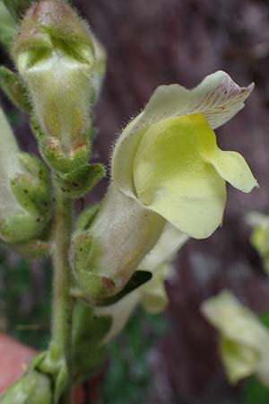 Antirrhinum latifolium \ Breitblttriges Lwenmaul / Yellow Snapdragon, F S. Sauveur-sur-Tinée 30.4.2023