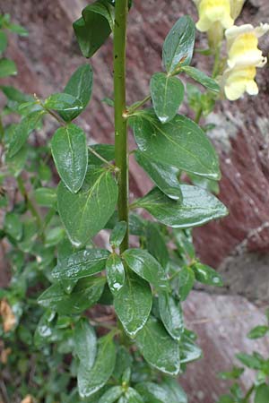 Antirrhinum latifolium \ Breitblttriges Lwenmaul, F S. Sauveur-sur-Tinée 30.4.2023