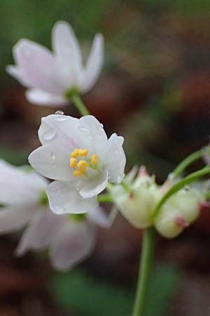 Allium roseum \ Rosen-Lauch / Rosy Garlic, F Grasse 1.5.2023