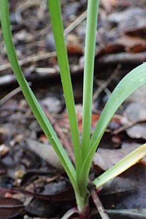 Allium roseum \ Rosen-Lauch / Rosy Garlic, F Grasse 1.5.2023