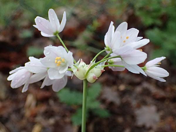 Allium roseum \ Rosen-Lauch / Rosy Garlic, F Grasse 1.5.2023