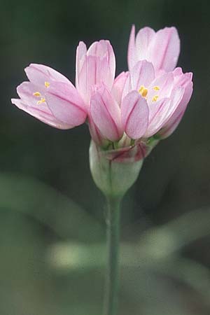 Allium roseum \ Rosen-Lauch / Rosy Garlic, F Corbières, Treilles 1.5.2005