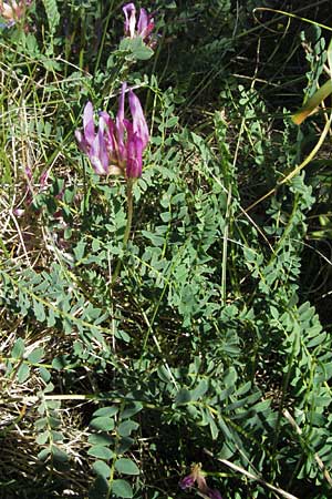 Astragalus monspessulanus \ Franzsischer Tragant / Montpellier Milk-Vetch, F Causse du Larzac 7.6.2006