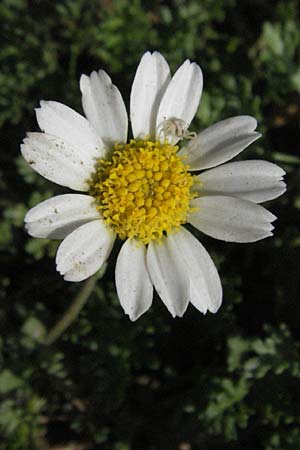 Anthemis maritima \ Strand-Hundskamille / Seaside Chamomile, F Vias Plage 20.8.2006