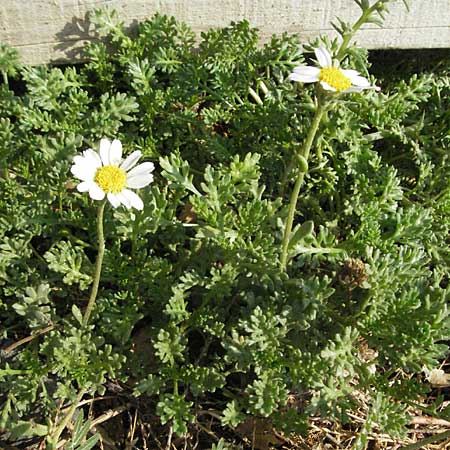 Anthemis maritima \ Strand-Hundskamille, F Vias Plage 20.8.2006