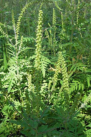 Ambrosia artemisiifolia, Hohe Ambrosie, Aufrechtes Traubenkraut