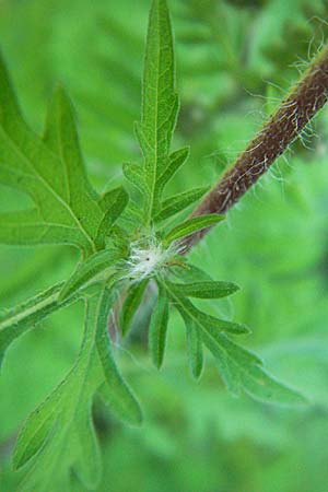 Ambrosia artemisiifolia \ Hohe Ambrosie, Aufrechtes Traubenkraut / Ragweed, F Crest 20.8.2006