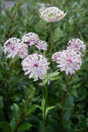 Astrantia major \ Groe Sterndolde / Great Masterwort, F Vogesen/Vosges, Botan. Gar.  Haut Chitelet 5.8.2008