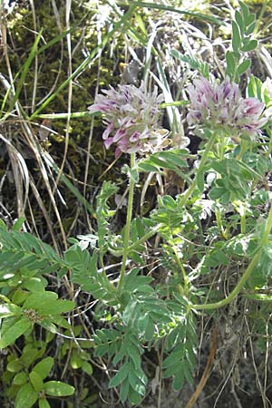 Anthyllis montana \ Berg-Wundklee, F Le Rozier (Tarn) 28.5.2009
