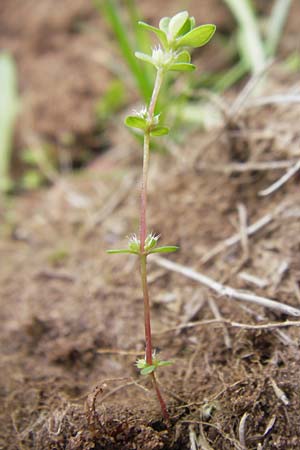 Illecebrum verticillatum \ Knorpelkraut, Quirlige Knorpelblume, F Bitche 25.6.2011