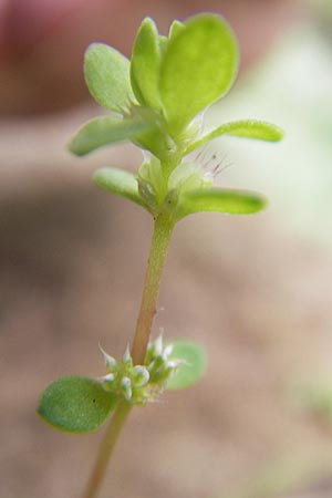 Illecebrum verticillatum \ Knorpelkraut, Quirlige Knorpelblume, F Bitche 25.6.2011