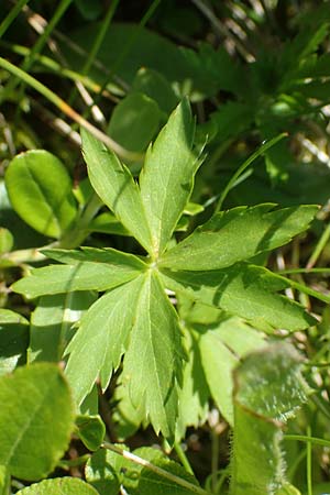 Astrantia minor \ Kleine Sterndolde / Lesser Masterwort, F Collet de Allevard 9.7.2016