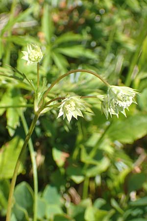 Astrantia minor \ Kleine Sterndolde / Lesser Masterwort, F Collet de Allevard 9.7.2016