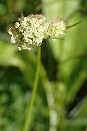 Astrantia minor \ Kleine Sterndolde / Lesser Masterwort, F Collet de Allevard 9.7.2016