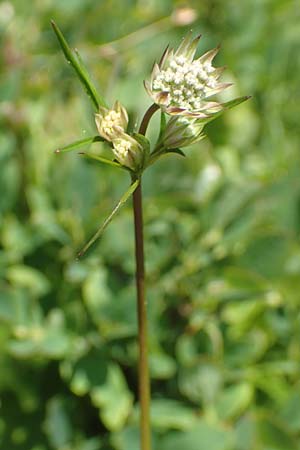 Astrantia minor \ Kleine Sterndolde / Lesser Masterwort, F Collet de Allevard 9.7.2016