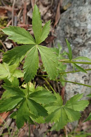 Astrantia minor \ Kleine Sterndolde / Lesser Masterwort, F Pyrenäen/Pyrenees, Canigou 24.7.2018