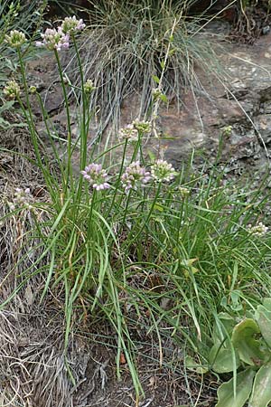 Allium senescens subsp. montanum \ Berg-Lauch / Mountain Garlic, German Garlic, F Pyrenäen/Pyrenees, Segre - Schlucht / Gorge 2.8.2018