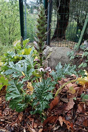 Acanthus mollis \ Weicher Akanthus, Wahre Brenklaue / Bear's Breech, F Grasse 1.5.2023