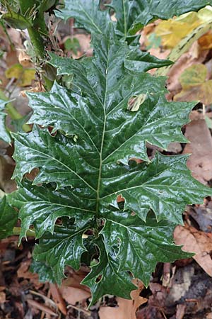 Acanthus mollis \ Weicher Akanthus, Wahre Brenklaue / Bear's Breech, F Grasse 1.5.2023