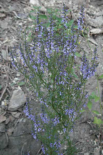 Anarrhinum bellidifolium \ Lochschlund / Daisy-Leaved Toadflax, F Valleraugue 8.6.2006