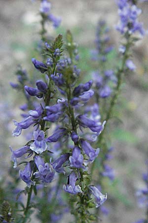 Anarrhinum bellidifolium \ Lochschlund / Daisy-Leaved Toadflax, F Valleraugue 8.6.2006