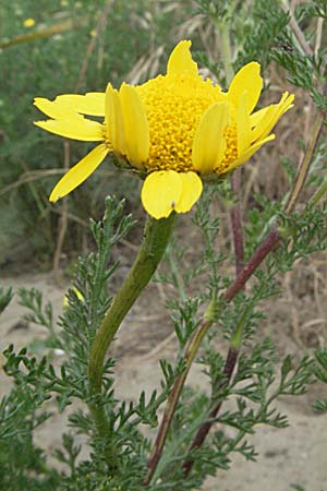 Anthemis tinctoria \ Frber-Hundskamille, Frber-Kamille / Yellow Chamomile, F Camargue 13.5.2007