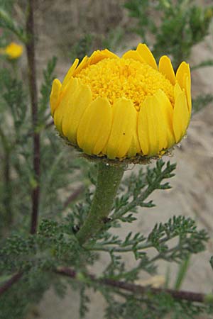 Anthemis tinctoria \ Frber-Hundskamille, Frber-Kamille, F Camargue 13.5.2007