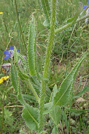 Anchusa azurea \ Italienische Ochsenzunge / Italian Bugloss, F Corbières, Talairan 13.5.2007