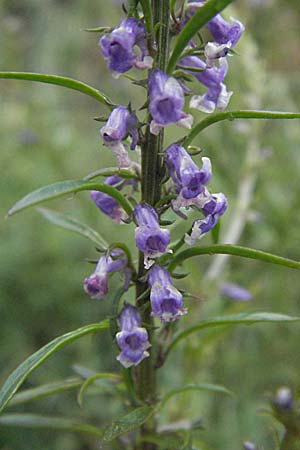 Anarrhinum bellidifolium \ Lochschlund / Daisy-Leaved Toadflax, F Aubenas 16.5.2007