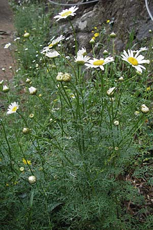 Anthemis cotula \ Stinkende Hundskamille, F Aubenas 16.5.2007