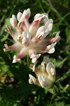 Anthyllis vulneraria subsp. vulnerarioides \ Falscher Wundklee / False Kidney Vetch, F Col du Galibier 21.6.2008