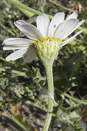 Anthemis maritima \ Strand-Hundskamille, F Stes. Maries 26.5.2009