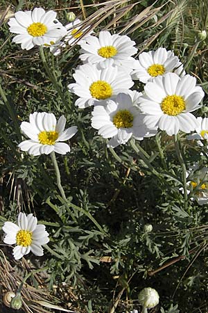 Anthemis maritima \ Strand-Hundskamille, F Stes. Maries 26.5.2009