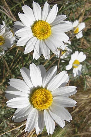 Anthemis maritima \ Strand-Hundskamille, F Stes. Maries 26.5.2009