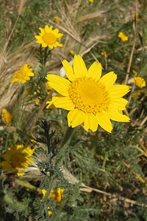 Anthemis tinctoria \ Frber-Hundskamille, Frber-Kamille, F Stes. Maries 26.5.2009