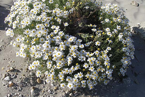 Anthemis maritima \ Strand-Hundskamille, F Stes. Maries 26.5.2009