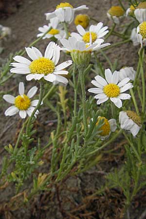 Anthemis maritima \ Strand-Hundskamille, F Sète 6.6.2009