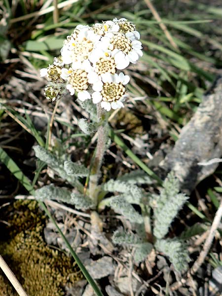 Achillea nana \ Zwerg-Schafgarbe / Dwarf Alpine Yarrow, F Col de la Bonette 8.7.2016