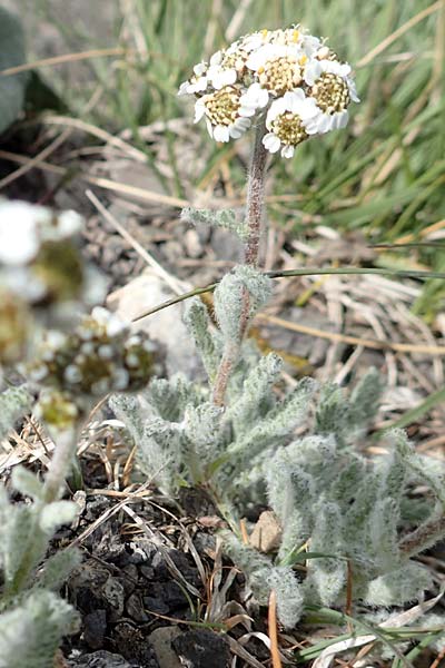 Achillea nana \ Zwerg-Schafgarbe / Dwarf Alpine Yarrow, F Col de la Bonette 8.7.2016