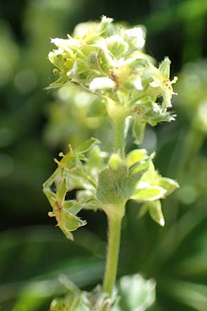 Alchemilla nitida \ Glanz-Frauenmantel / Silver Lady's Mantle, F Col de la Cayolle 9.7.2016