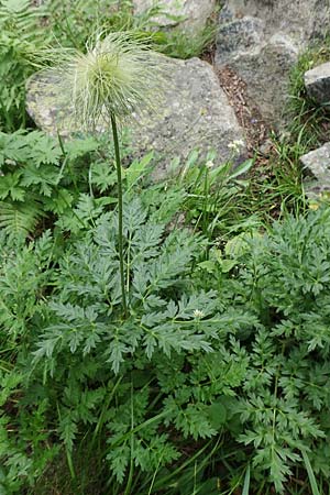 Pulsatilla alpina subsp. apiifolia \ Gelbe Kuhschelle, Schwefel-Anemone / Yellow Alpine Pasque-Flower, F Pyrenäen/Pyrenees, Canigou 24.7.2018