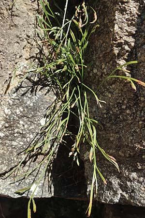 Asplenium septentrionale \ Nordischer Streifenfarn / Forked Spleenwort, F Pyrenäen/Pyrenees, Caranca - Schlucht / Gorge 30.7.2018