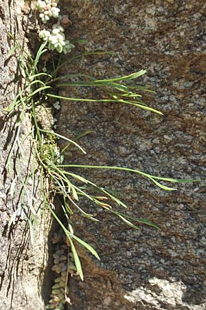 Asplenium septentrionale \ Nordischer Streifenfarn / Forked Spleenwort, F Pyrenäen/Pyrenees, Caranca - Schlucht / Gorge 30.7.2018