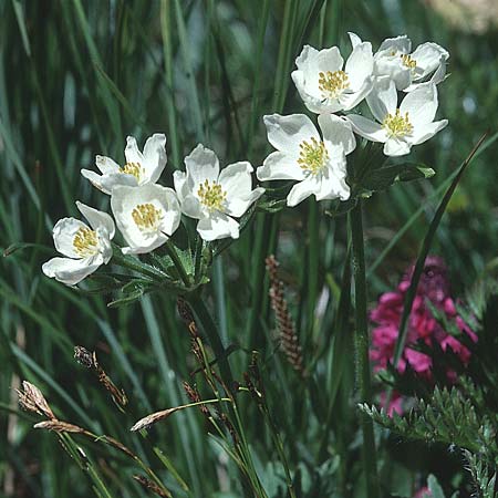 Anemone narcissiflora \ Berghhnlein, Narzissenbltige Anemone, F Col du Galibier 29.6.1998