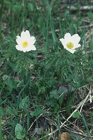 Pulsatilla alpina subsp. alpina \ Alpen-Kuhschelle, Alpen-Anemone / Alpine Pasque-Flower, F Col de l'Allimas 25.5.2005