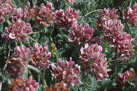 Anthyllis montana \ Berg-Wundklee, F Causse du Larzac 19.5.2002