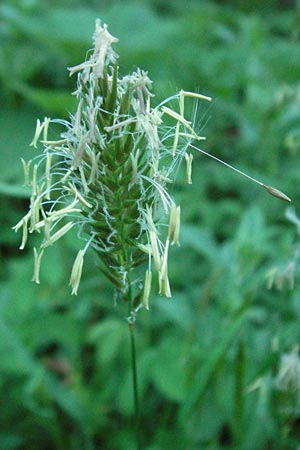Anthoxanthum odoratum \ Gewhnliches Ruch-Gras / Sweet Vernal Grass, F Allevard 11.6.2006