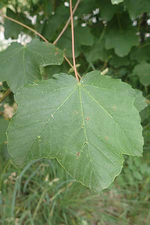 Acer obtusatum / Bosnian Maple, Italian Maple, F Demoiselles Coiffées 8.7.2016