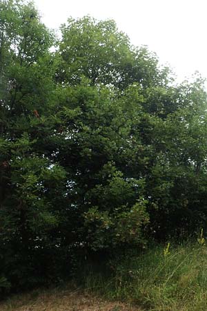 Acer obtusatum \ Schneeball-Ahorn / Bosnian Maple, Italian Maple, F Demoiselles Coiffées 8.7.2016