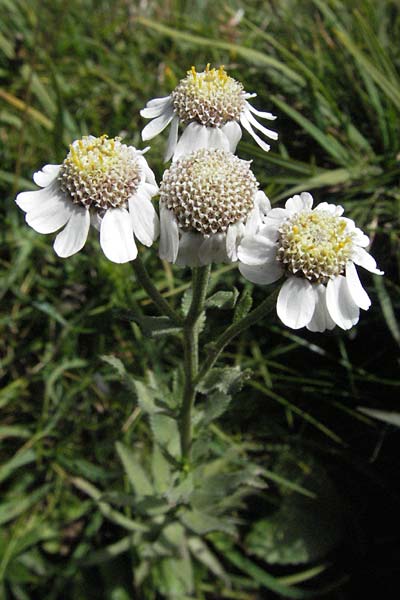 Achillea pyrenaica \ Pyrenen-Sumpf-Schafgarbe, F Pyrenäen, Eyne 9.8.2006